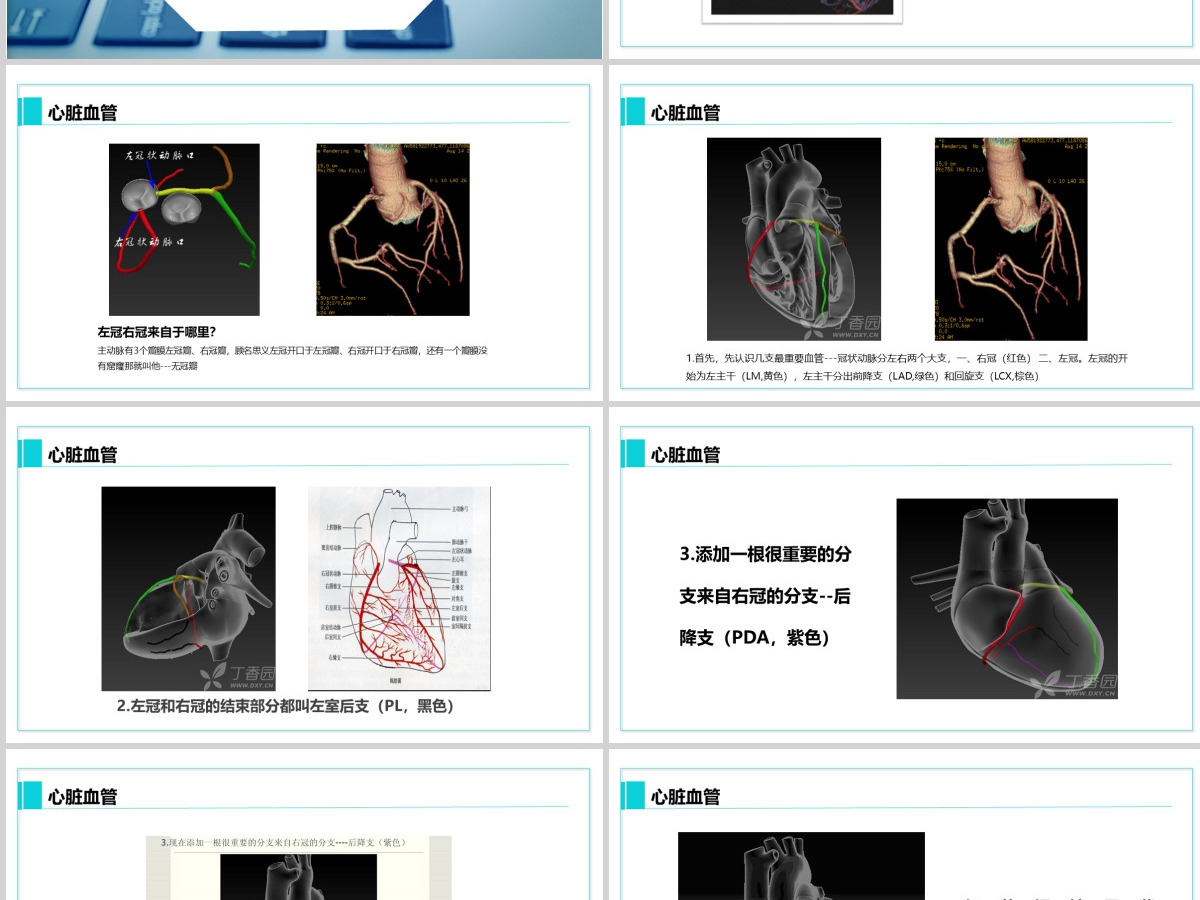 完整内容心脏健康医学解剖研究PPT模板素材下载 完整内容心脏健康医学解剖研究PPT模板素材下载
