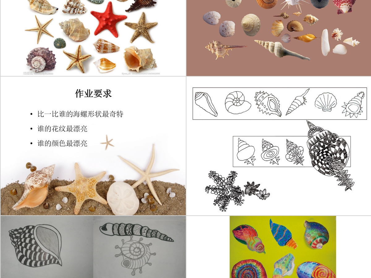 第九课海螺和海星岭南版一年级下册美术ppt 第九课海螺和海星岭南版一年级下册美术ppt