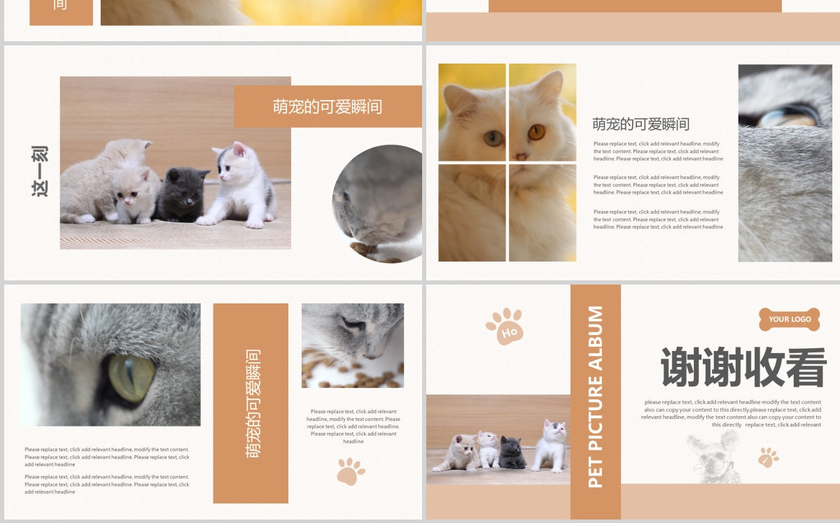 橙色可爱风格宠物小猫咪小动物宠物画册