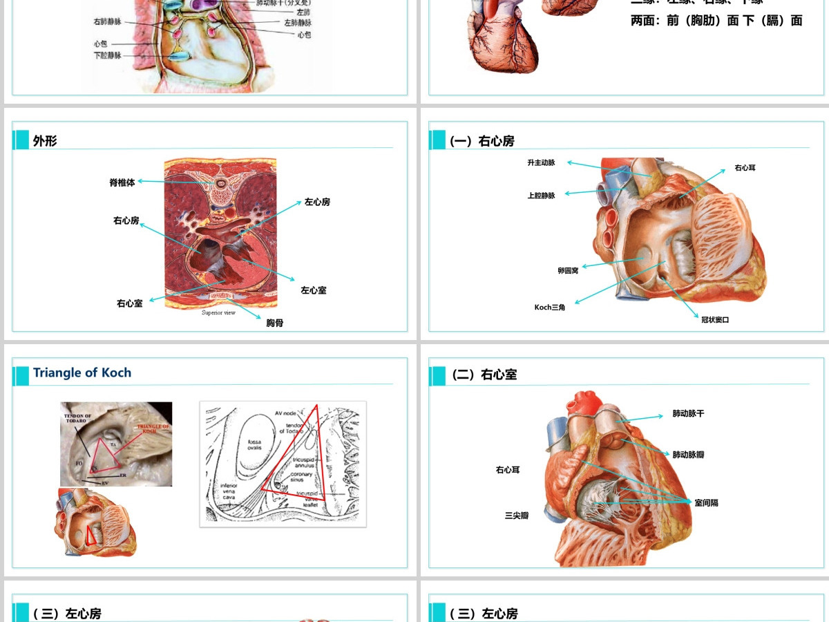 完整内容心脏健康医学解剖研究PPT模板素材下载 完整内容心脏健康医学解剖研究PPT模板素材下载
