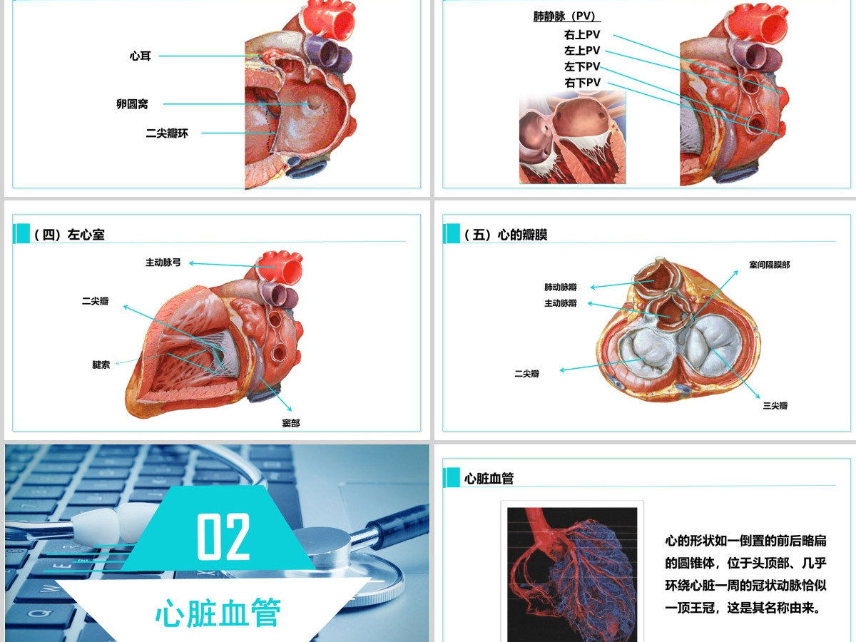 完整内容心脏健康医学解剖研究PPT模板素材下载 完整内容心脏健康医学解剖研究PPT模板素材下载