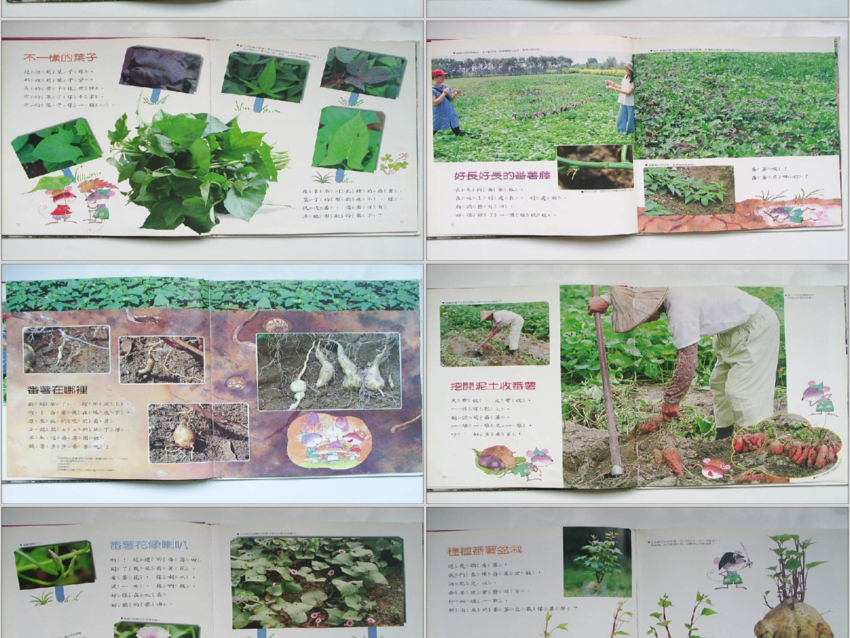 番薯PPT绘本课件 番薯PPT绘本课件