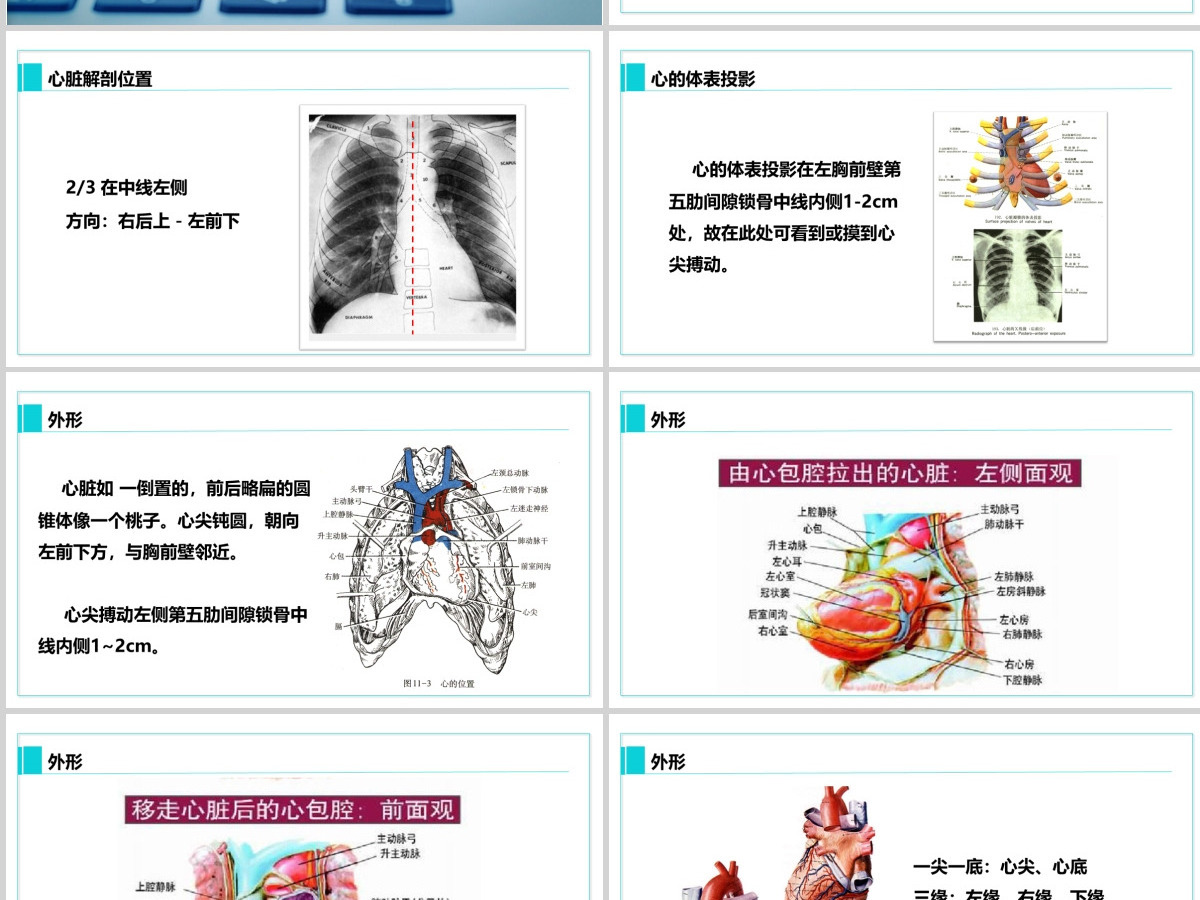完整内容心脏健康医学解剖研究PPT模板素材下载 完整内容心脏健康医学解剖研究PPT模板素材下载
