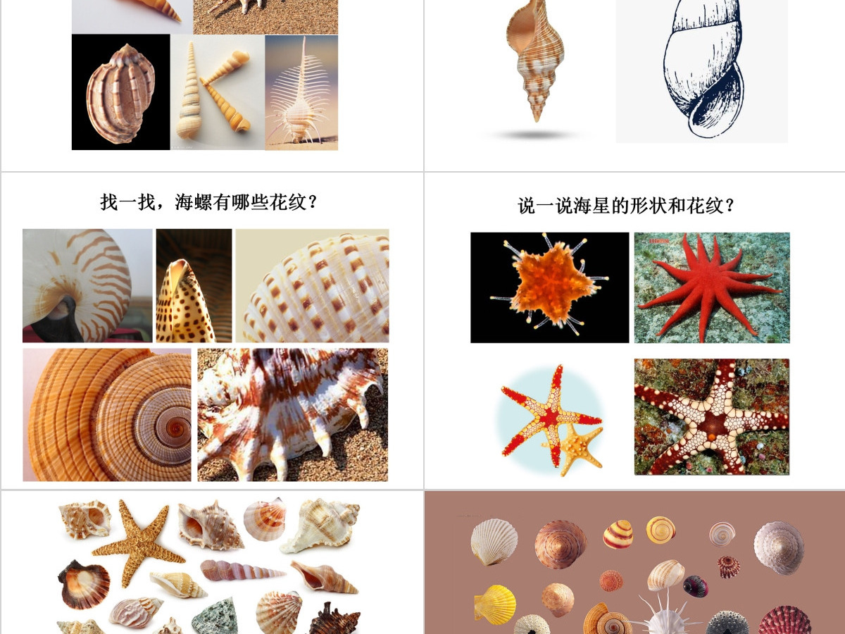 第九课海螺和海星岭南版一年级下册美术ppt 第九课海螺和海星岭南版一年级下册美术ppt