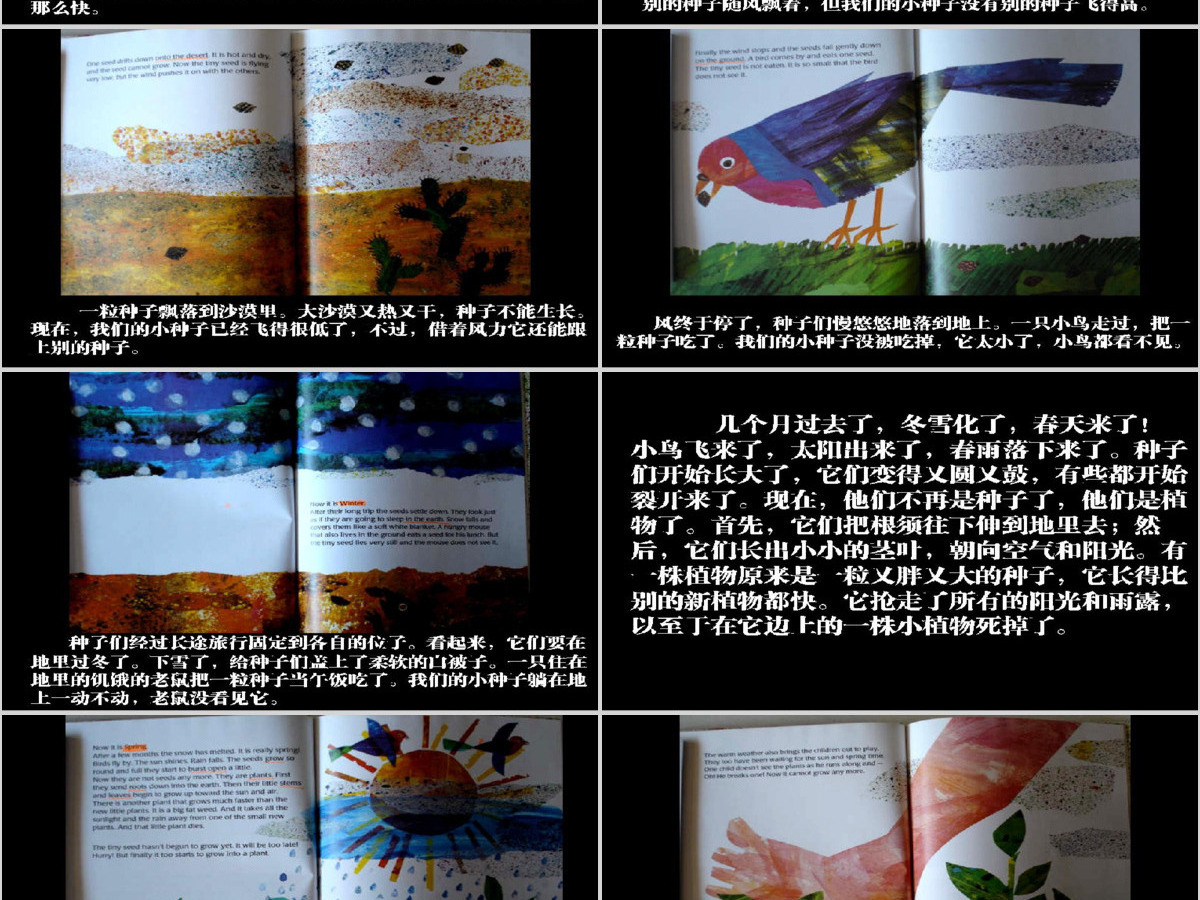 小种子幼儿绘本教育课件 小种子幼儿绘本教育课件