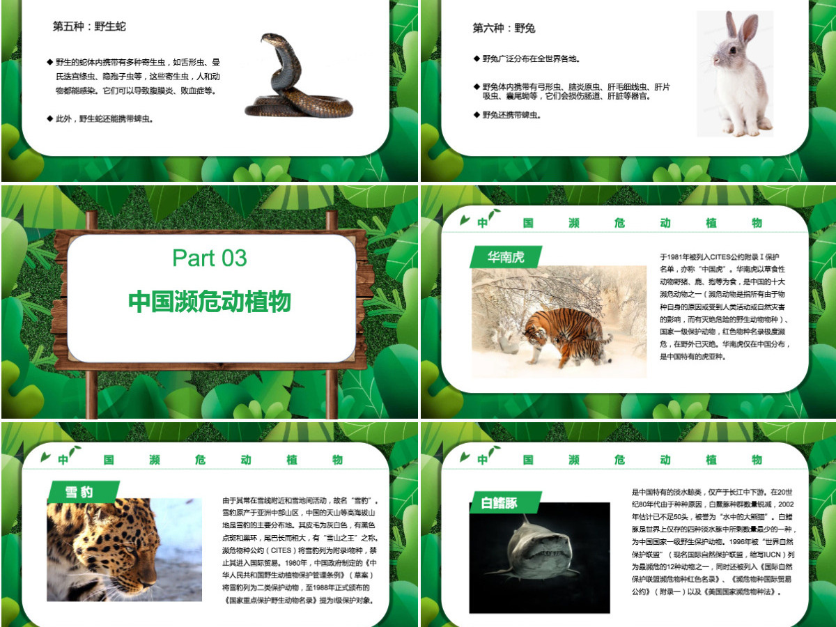 2022保护野生动植物卡通简约风世界野生动植物日知识介绍课件模板PPT