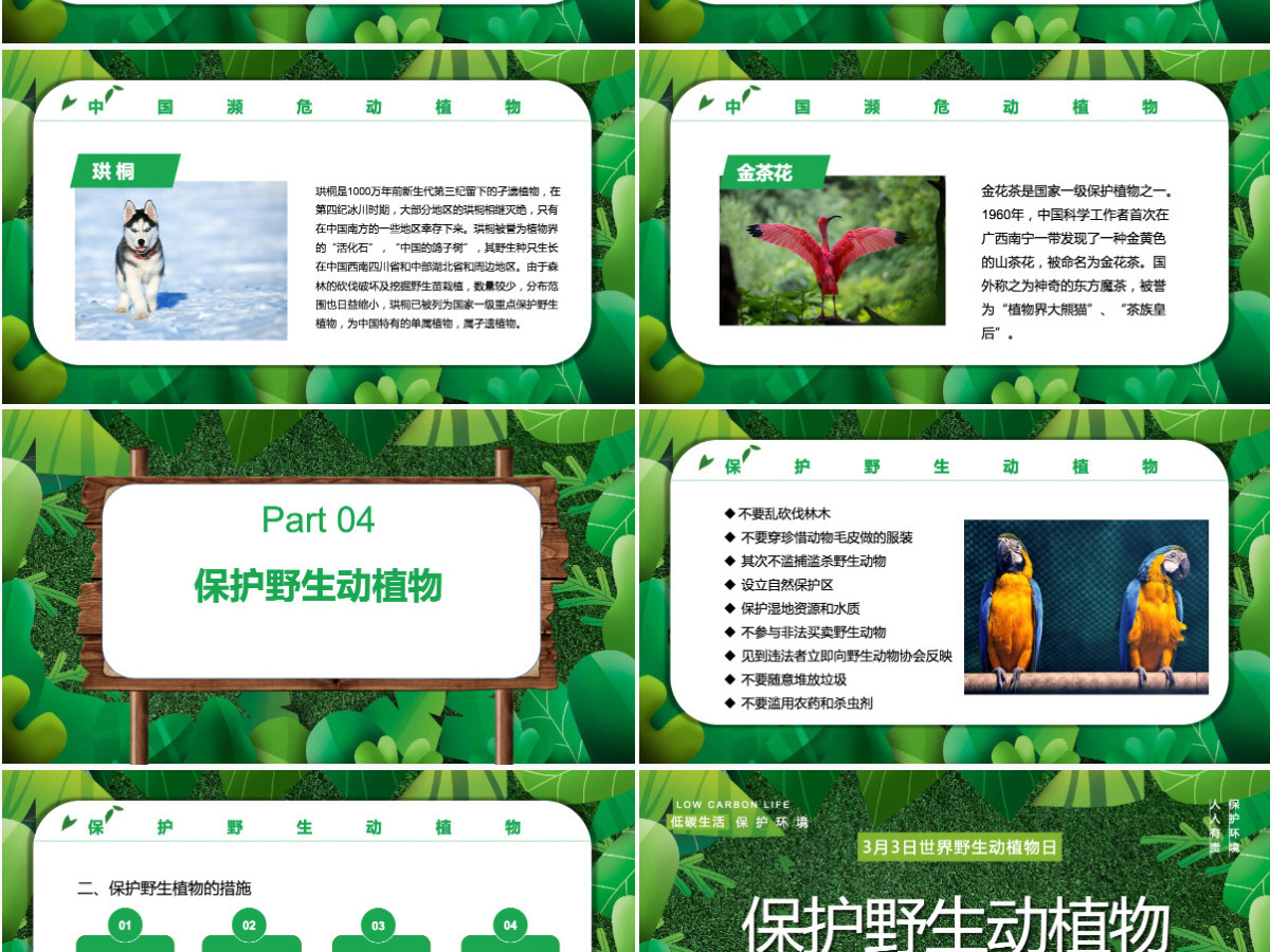 2022保护野生动植物卡通简约风世界野生动植物日知识介绍课件模板PPT