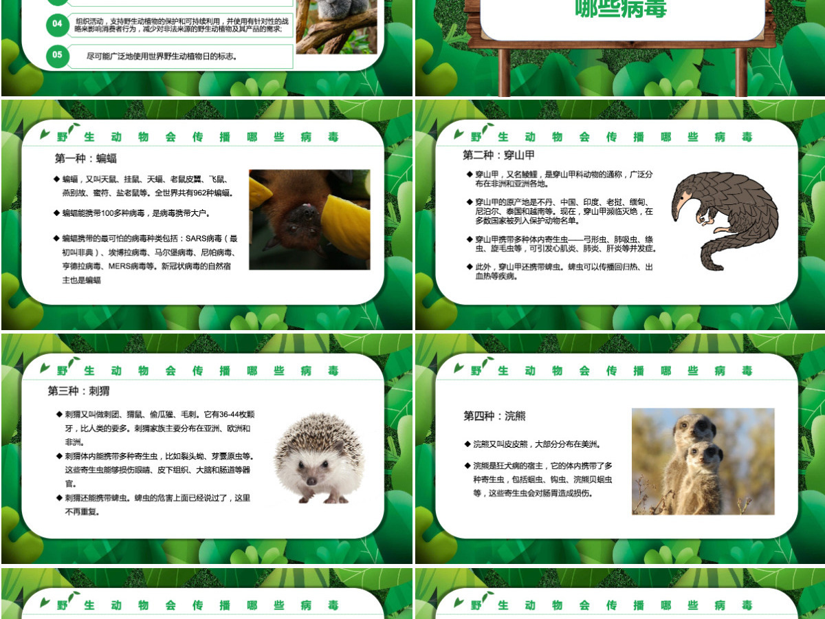 2022保护野生动植物卡通简约风世界野生动植物日知识介绍课件模板PPT