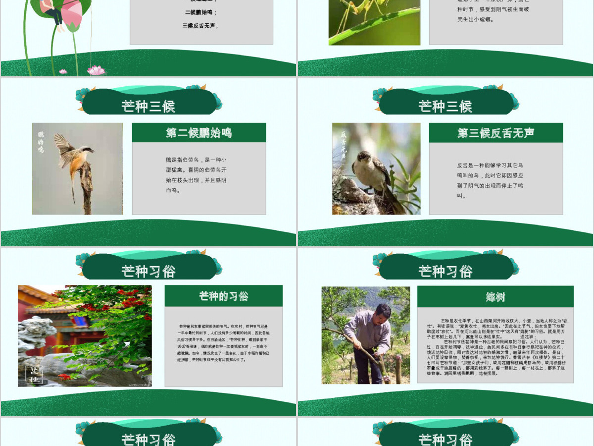 原创绿色清新芒种节气中国二十四节气PPT班会-版权可商用 原创绿色清新芒种节气中国二十四节气PPT班会-版权可商用