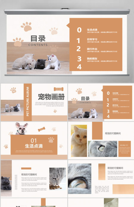 橙色可爱风格宠物小猫咪小动物宠物画册